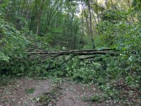 Sturmschaden
