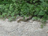 skulapnatter auf der Anningerstrae