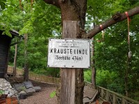Krauste Linde