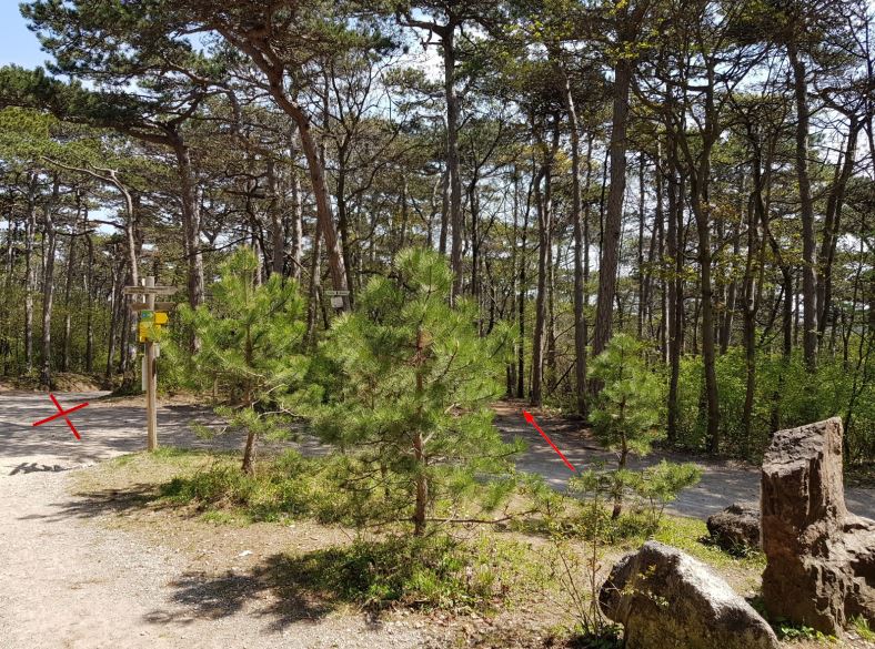 MTB Einfahrt Breite Föhre