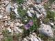 Alpen-Aster