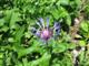 Alpen-Flockenblume