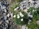 Weier Alpenmohn