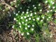 Anemonen