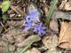 Blaustern