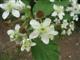 Brombeere