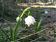 Frhlingsknotenblume