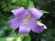 Glockenblume
