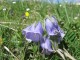 Brtige Glockenblume