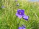 Glockenblume, Scheuchzers