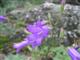 Glockenblume, Sibirische