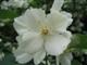 Jasmin
