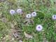 Kugelblume