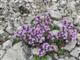 Thymian