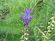 Traubenhyazinthe, Schopf-
