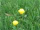 Trollblume