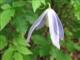 Wald-Clematis