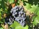 Wein