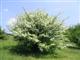 Weidorn, Eingriffel-