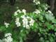 Weidorn, Zweigriffel-