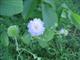 Witwenblume
