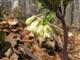 Zahnwurz, Neunblatt-
